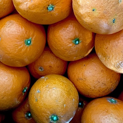 【ご家庭用】清見 2kg 愛媛県 八幡浜市 西宇和地区 柔らかい果肉【C25-377】