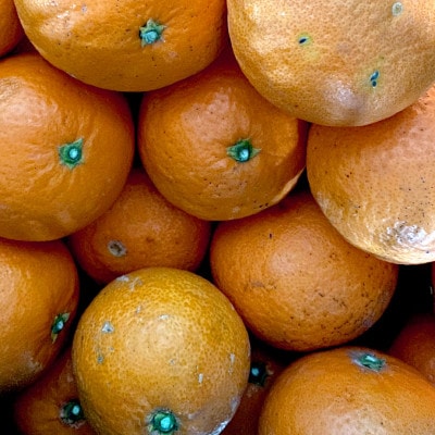 【訳あり】清見 4kg 愛媛県 八幡浜市 西宇和地区 柔らかい果肉【E25-378】