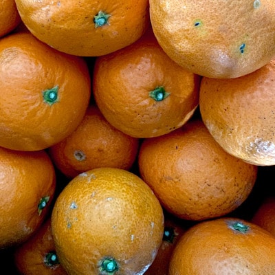 【訳あり】清見 7kg 愛媛県 八幡浜市 西宇和地区 柔らかい果肉【H25-379】