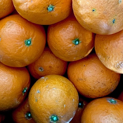 【訳あり】清見 2kg 愛媛県 八幡浜市 西宇和地区 柔らかい果肉【C25-380】