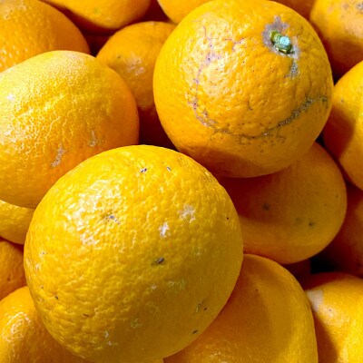 【ご家庭用】清見 7kg 愛媛県 八幡浜市 西宇和地区 柔らかい果肉【G25-365】