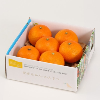 最高級みかん 媛皇 まどんな 1.5kg 愛媛県 八幡浜市 西宇和地区 希少品種【C25-366】