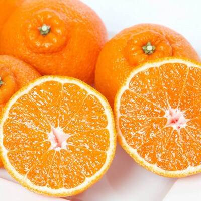 最高級みかん 媛皇 不知火 4kg 愛媛県 八幡浜市 西宇和地区【C25-384】