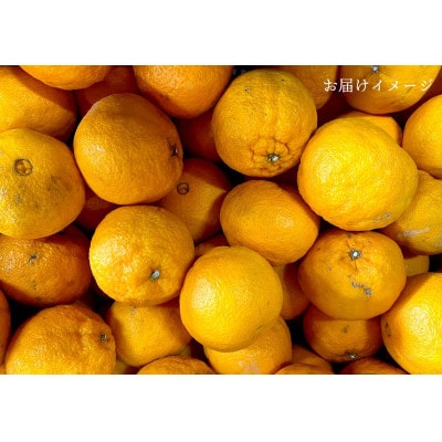 【ご家庭用】不知火 5kg みかん 愛媛県 八幡浜市 西宇和地区【C25-388】