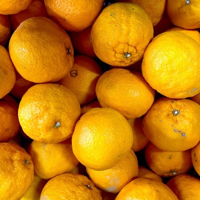 【ご家庭用】不知火 7kg みかん 愛媛県 八幡浜市 西宇和地区【D25-389】