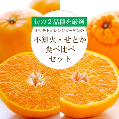 愛媛の人気2品種をセットに!せとか・不知火 食べ比べ【訳あり】【D25-195】【複数個口で配送】