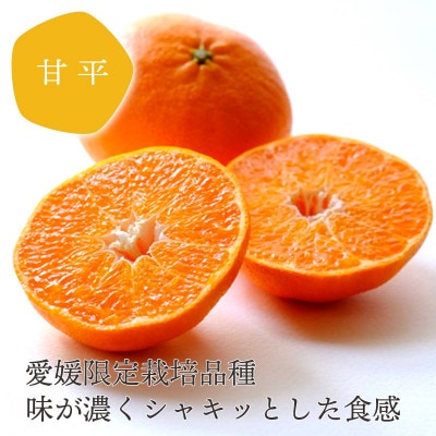 愛媛の人気柑橘をセットに!せとか・甘平 食べ比べセット【訳あり】【F25-196】【複数個口で配送】