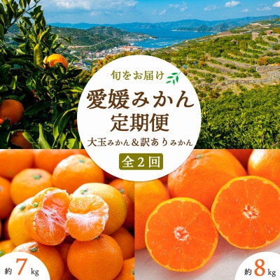 【発送月固定定期便】愛媛みかん大玉8kg(訳)×愛媛みかん7kg(訳)【E25-254】全2回