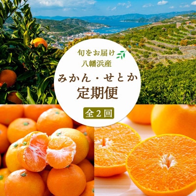 【発送月固定定期便】愛媛みかん小玉6kg(訳)×せとか2kg【G25-262】全2回