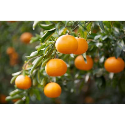 コウ果樹園の家庭用【せとか】3.5kg【C33-31】