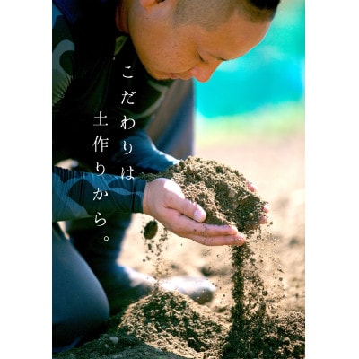 コウ果樹園の家庭用【せとか】3.5kg【C33-31】