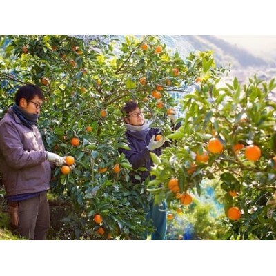 じゅらす農房のブラッドオレンジジュース2本セット【C32-2】