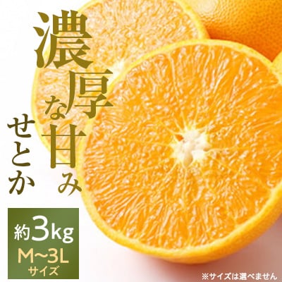 愛媛の高級柑橘の代名詞!「せとか」約3kg入(化粧箱入)【D28-8】
