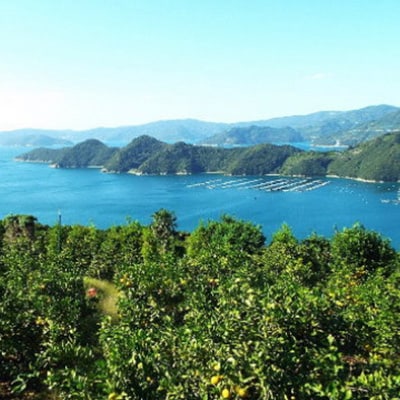 愛媛の高級柑橘の代名詞!「せとか」約3kg入(化粧箱入)【D28-8】