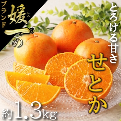 愛媛の柑橘の代名詞!「せとか」約1.3kg入【28-43】