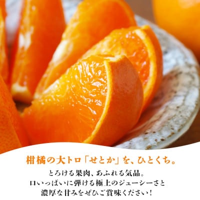 愛媛の柑橘の代名詞!「せとか」約1.3kg入【28-43】
