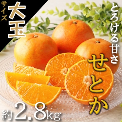 愛媛の柑橘の代名詞!「せとか」大玉約2.8kg入【28-48】