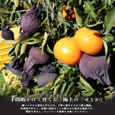 愛媛の柑橘の代名詞!「せとか」大玉約2.8kg入【28-48】