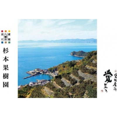 【2025年1月以降順次発送】〈特選〉真穴、杉本果樹園の八寿みかん(普通温州)3kg【C34-30】