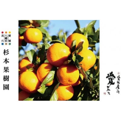 【家庭用】真穴、八寿みかん(早生温州)3kg【A34-37】