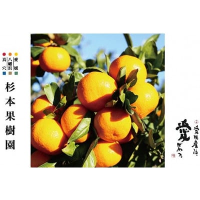 【家庭用】真穴、八寿みかん(南柑20号)3kg【A34-39】