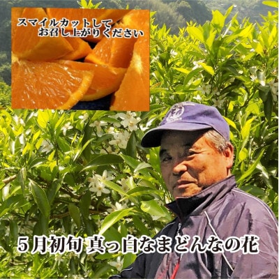 【JAS認証有機栽培】こんな柑橘初めて‼プルプル新食感‼「まどんな」約3kg【C39-25】