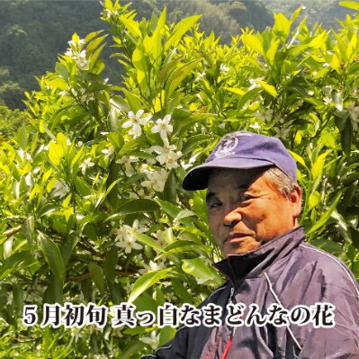 【JAS認証有機栽培】プルプル食感!菊池農園「まどんな」約3kg【C39-25】
