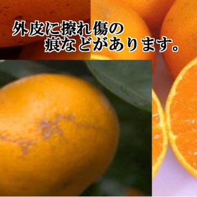 【JAS認証有機栽培】こんな柑橘初めて‼プルプル新食感‼「まどんな」約3kg【C39-25】