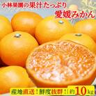 小林果園の果汁たっぷり愛媛みかん(約10kg)【C24-14】