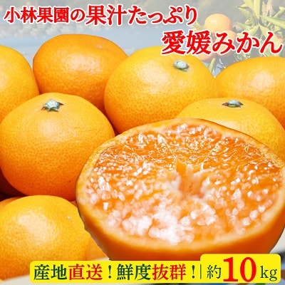 小林果園の果汁たっぷり愛媛みかん(約10kg)【C24-14】