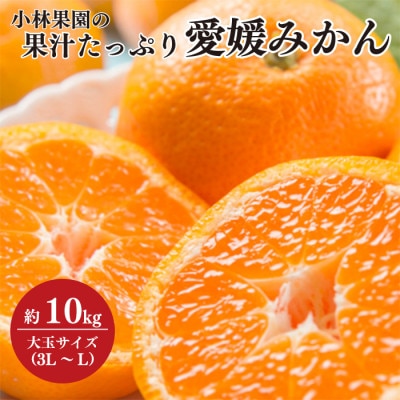 小林果園の果汁たっぷり愛媛みかん(約10kg)【C24-14】