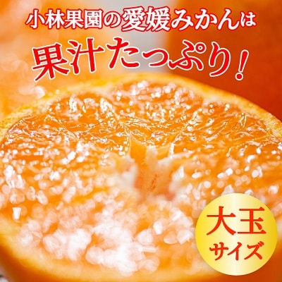小林果園の果汁たっぷり愛媛みかん(約10kg)【C24-14】