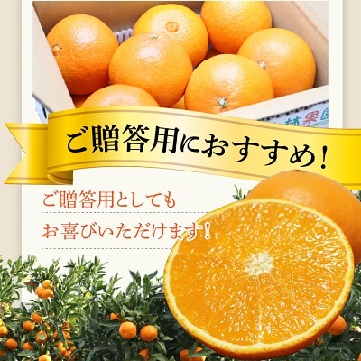 楽天市場】12月分予約 減農薬 紅まどんな と同品種 みかん