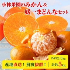 小林果園のみかん&媛一まどんなセット(各約2.5kg入)【C24-17】 | ふるさと納税のお礼品