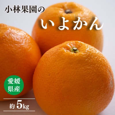 小林果園の宮内いよかん(約5kg)【C24-19】