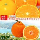 小林果園のせとか&不知火セット(各約2.5kg入)【C24-21】