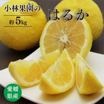小林果園のはるか(約5kg)【C24-22】