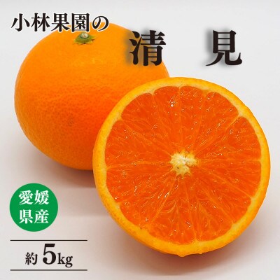 小林果園の清見(約5kg)【C24-25】