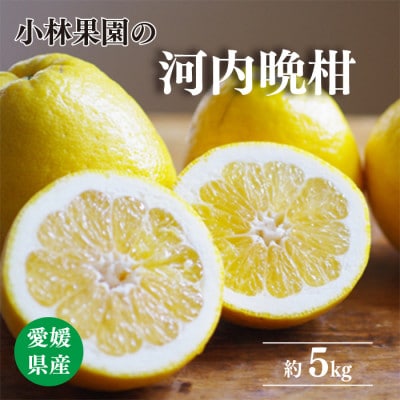 小林果園の河内晩柑(約5kg)【C24-26】