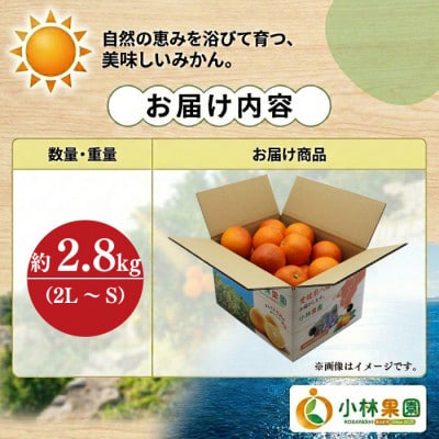 小林果園のブラッドオレンジ( 約2.8kg)【C24-32】