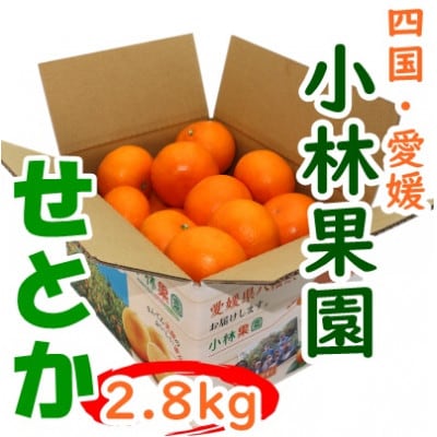 愛媛・小林果園のせとか 約2.8kg【C24-31】 | 愛媛県八幡浜市
