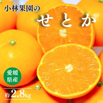 愛媛・小林果園のせとか 約2.8kg【C24-31】