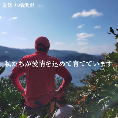 愛媛・小林果園のせとか 約2.8kg【C24-31】
