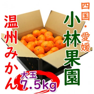 小林果園の温州みかん 約7.5kg　大玉サイズ【C24-33】