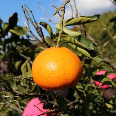 ★訳アリ★【数量限定500箱】　愛媛・小林果園のせとか　約5キロ【D24-38】