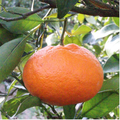 ★訳アリ★【数量限定300箱】　愛媛・小林果園の甘平(かんぺい)約3キロ【C24-39】