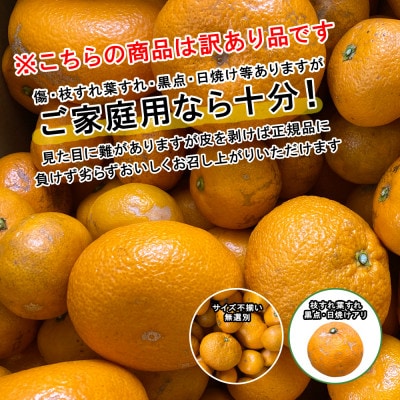 ★訳アリ★【数量限定300箱】　愛媛・小林果園の甘平(かんぺい)約3キロ【C24-39】