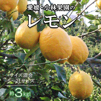愛媛県八幡浜市産 柑橘農家が育てたレモン 約3キロ【C24-40】