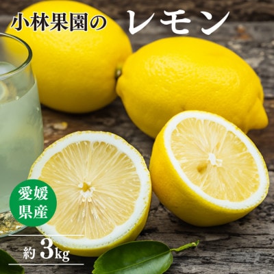 愛媛県八幡浜市産 柑橘農家が育てたレモン 約3キロ【C24-40】