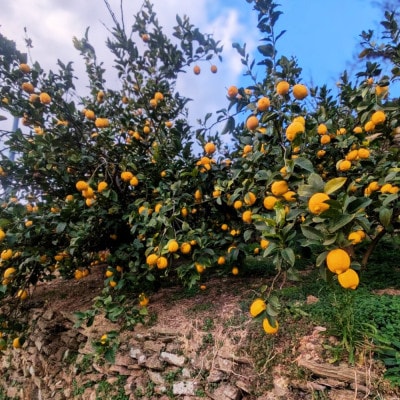愛媛県八幡浜市産 柑橘農家が育てたレモン 約3キロ【C24-40】